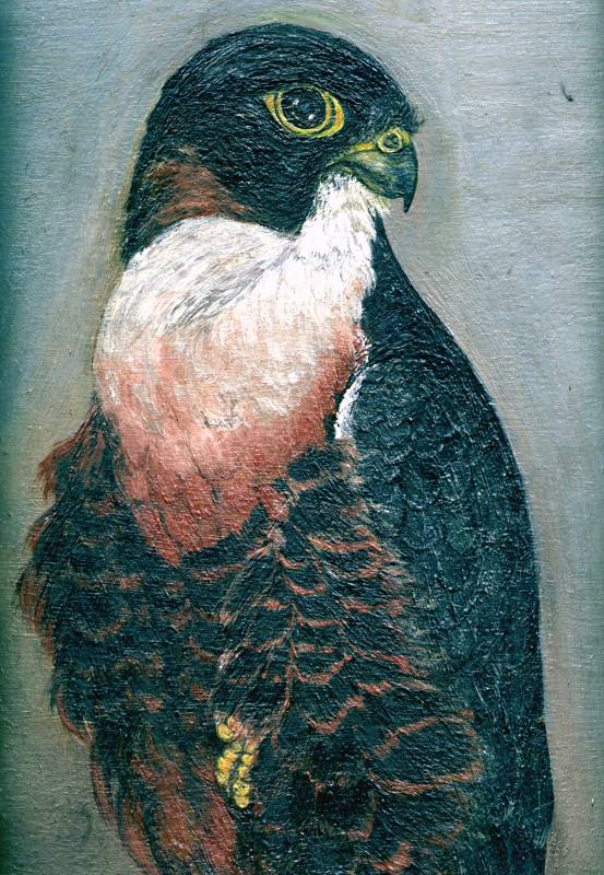 Falke-Detail