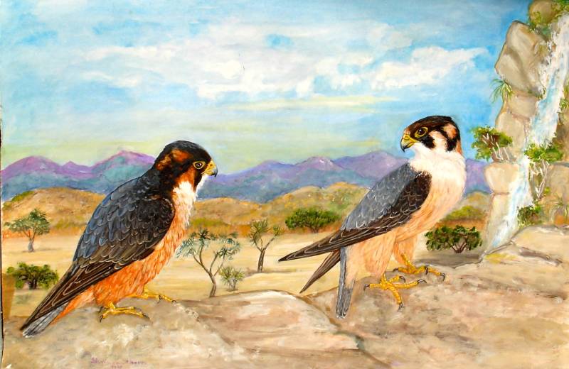 Falkenpaar (falco deiroleucus)