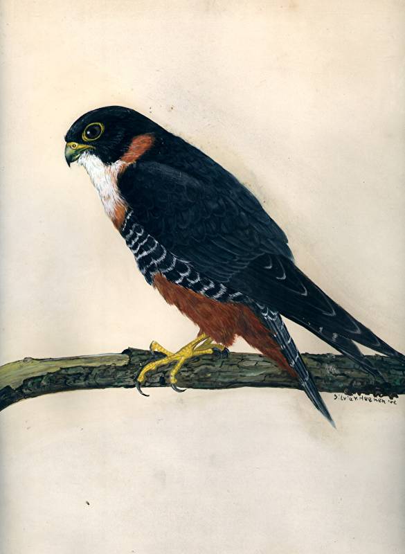 Falke (falco deiroleucus)